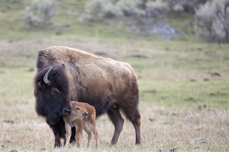 Bison Cow and Calf
